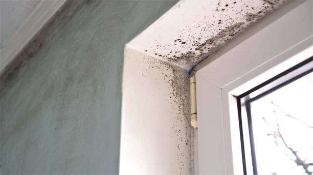 Best Real Estate Mold Inspection  in Prophetstown, IL