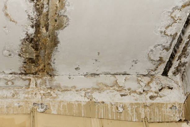 Best Mold Remediation for Vacation Homes  in Prophetstown, IL