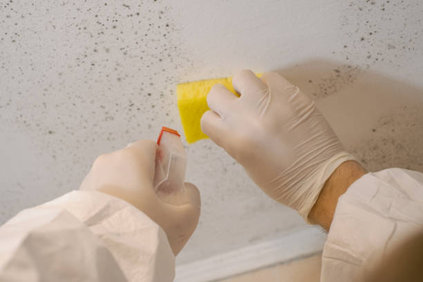 Best Environmental Consulting for Mold Prevention  in Prophetstown, IL